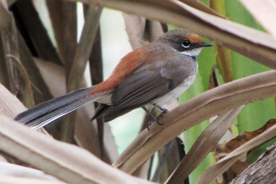 Arafura Fantail (Rhipidura dryas)